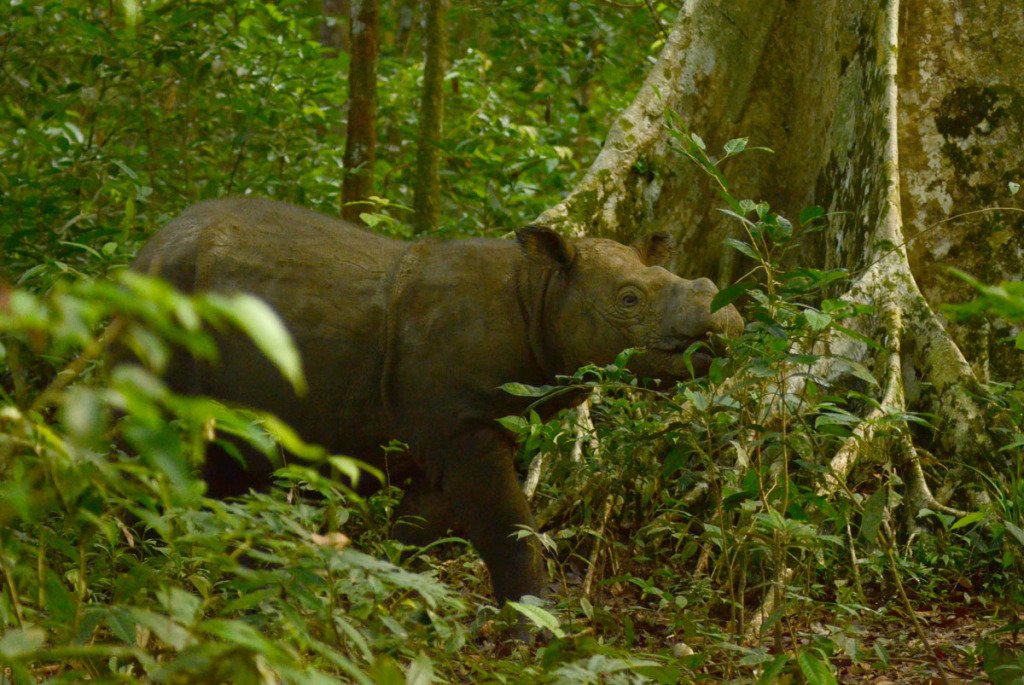 Muere Tam, el último rinoceronte en Sumatra