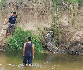 Atrapan a cocodrilo de 3 metros en Oaxaca